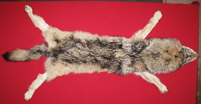 Picture of this lot Tanned Wolf Hides, Pelts, Skins