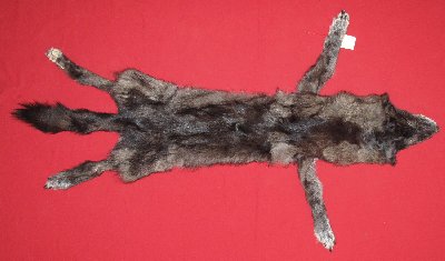 Picture of this lot Tanned Wolf Hides, Pelts, Skins