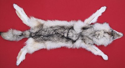 Picture of this lot Tanned Wolf Hides, Pelts, Skins