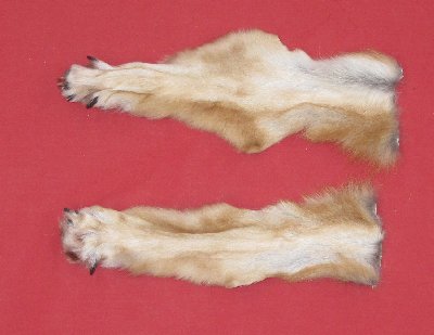 Picture of this lot Tanned Wolf Heads, Feet, Tails, Pieces