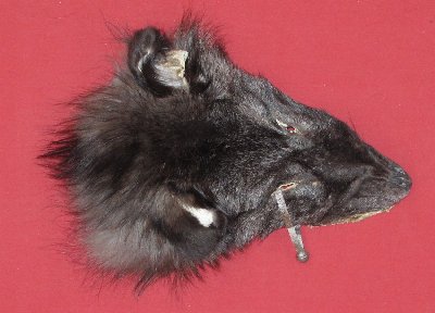 Picture of this lot Tanned Wolf Heads, Feet, Tails, Pieces