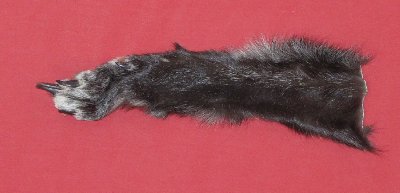 Picture of this lot Tanned Wolf Heads, Feet, Tails, Pieces