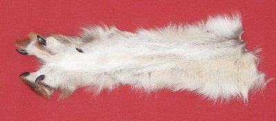 Picture of this lot Tanned Wolf Heads, Feet, Tails, Pieces