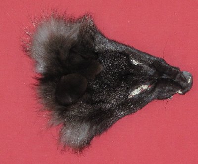 Picture of this lot Tanned Wolf Heads, Feet, Tails, Pieces