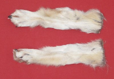 Picture of this lot Tanned Wolf Heads, Feet, Tails, Pieces