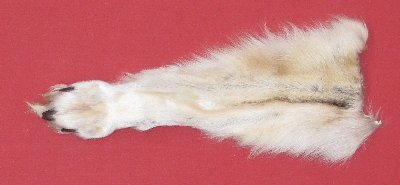 Picture of this lot Tanned Wolf Heads, Feet, Tails, Pieces