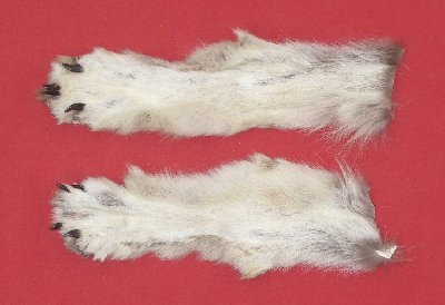 Picture of this lot Tanned Wolf Heads, Feet, Tails, Pieces