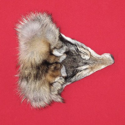 Picture of this lot Tanned Wolf Hides, Pelts, Skins