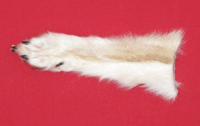Picture of this lot Tanned Wolf Hides, Pelts, Skins