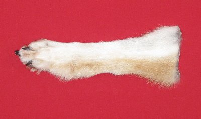 Picture of this lot Tanned Wolf Hides, Pelts, Skins