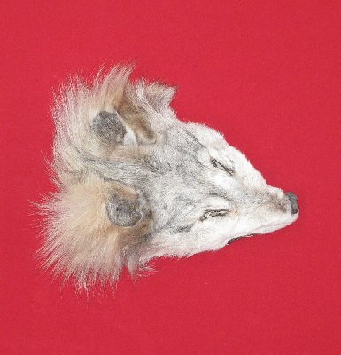 Picture of this lot Tanned Wolf Hides, Pelts, Skins