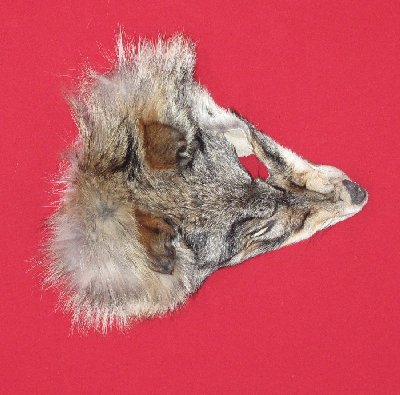 Picture of this lot Tanned Wolf Hides, Pelts, Skins