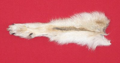 Picture of this lot Tanned Wolf Hides, Pelts, Skins