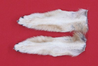 Picture of this lot Tanned Wolf Hides, Pelts, Skins