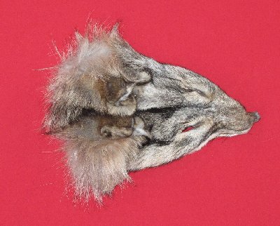 Picture of this lot Tanned Wolf Hides, Pelts, Skins