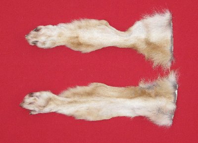 Picture of this lot Tanned Wolf Hides, Pelts, Skins