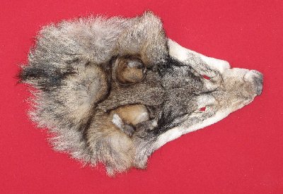 Picture of this lot Tanned Wolf Heads, Feet, Tails, Pieces