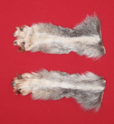 Picture of this lot Tanned Wolf Heads, Feet, Tails, Pieces