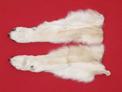 Picture of this lot Tanned Wolf Heads, Feet, Tails, Pieces