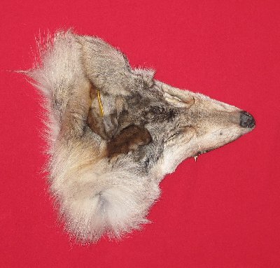 Picture of this lot Tanned Wolf Hides, Pelts, Skins