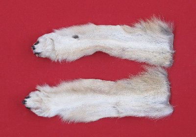 Picture of this lot Tanned Wolf Hides, Pelts, Skins