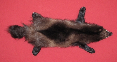 Wolverine Tanned Pelts Skulls Claws Teeth For Sale By Hideandfur Com