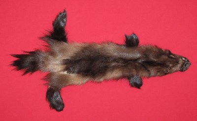 Picture of this lot Tanned Wolverine Hides, Furs, Pelts, Skins