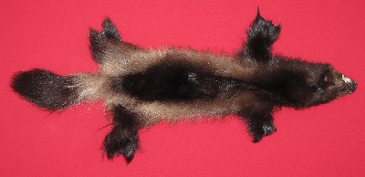 Picture of this lot Tanned Wolverine Hides, Furs, Pelts, Skins