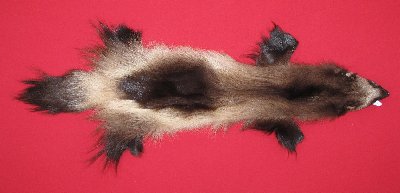 Picture of this lot Tanned Wolverine Hides, Furs, Pelts, Skins