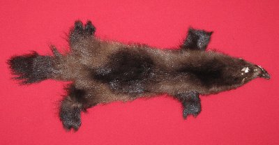 Picture of this lot Tanned Wolverine Hides, Furs, Pelts, Skins