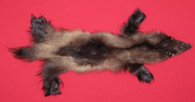 Picture of this lot Tanned Wolverine Hides, Furs, Pelts, Skins