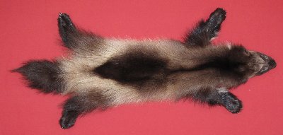Picture of this lot Tanned Taxidermy Wolverine Hides, Furs, Pelts, Skins