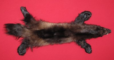 Picture of this lot Tanned Taxidermy Wolverine Hides, Furs, Pelts, Skins