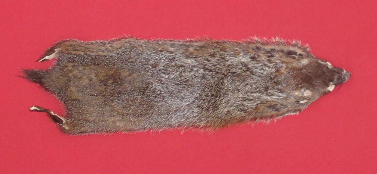 Tanned Furs WOODCHUCK (75250089)
