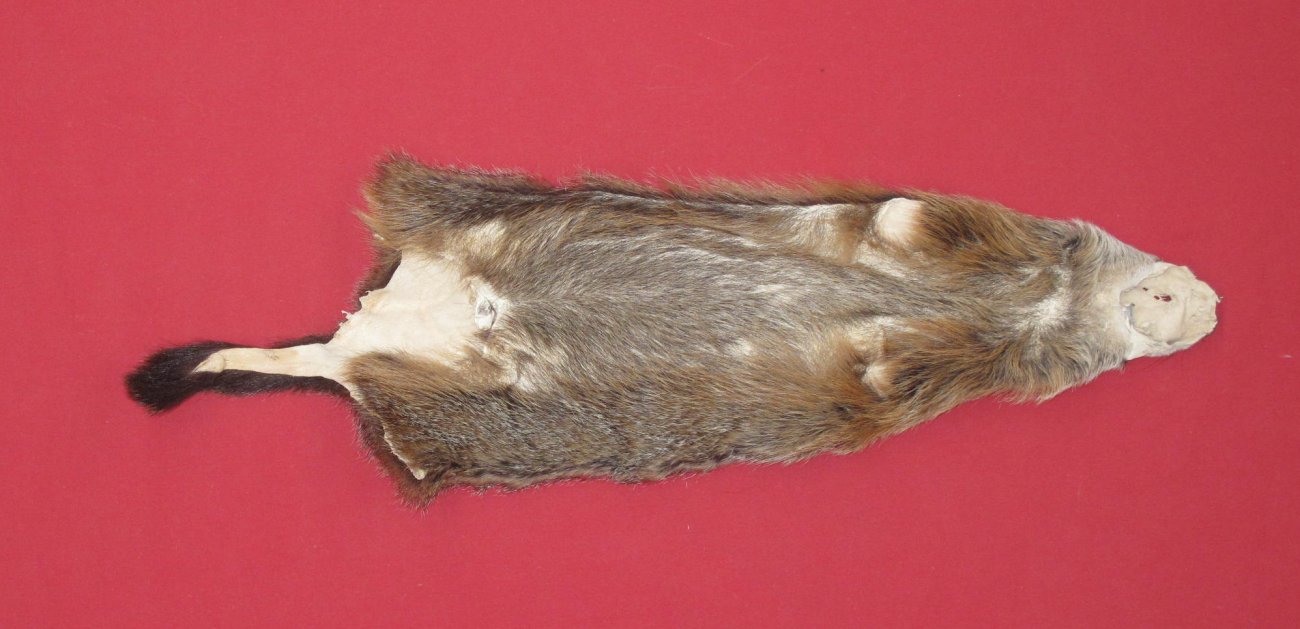 Tanned Furs WOODCHUCK (75250091)