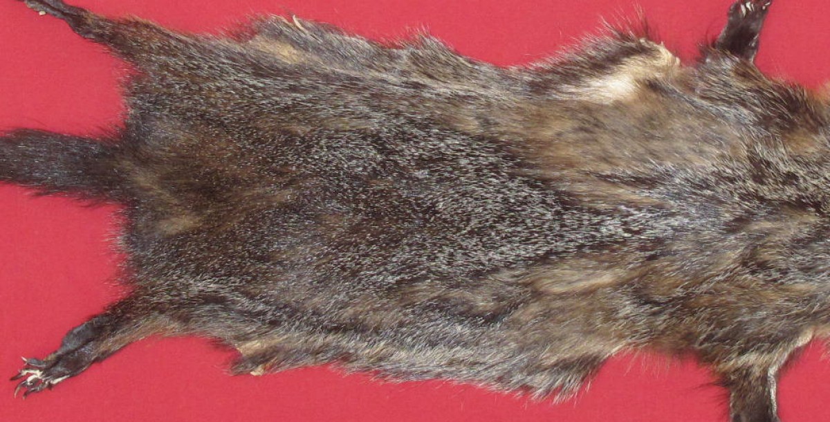 Tanned Furs WOODCHUCK (75250092)