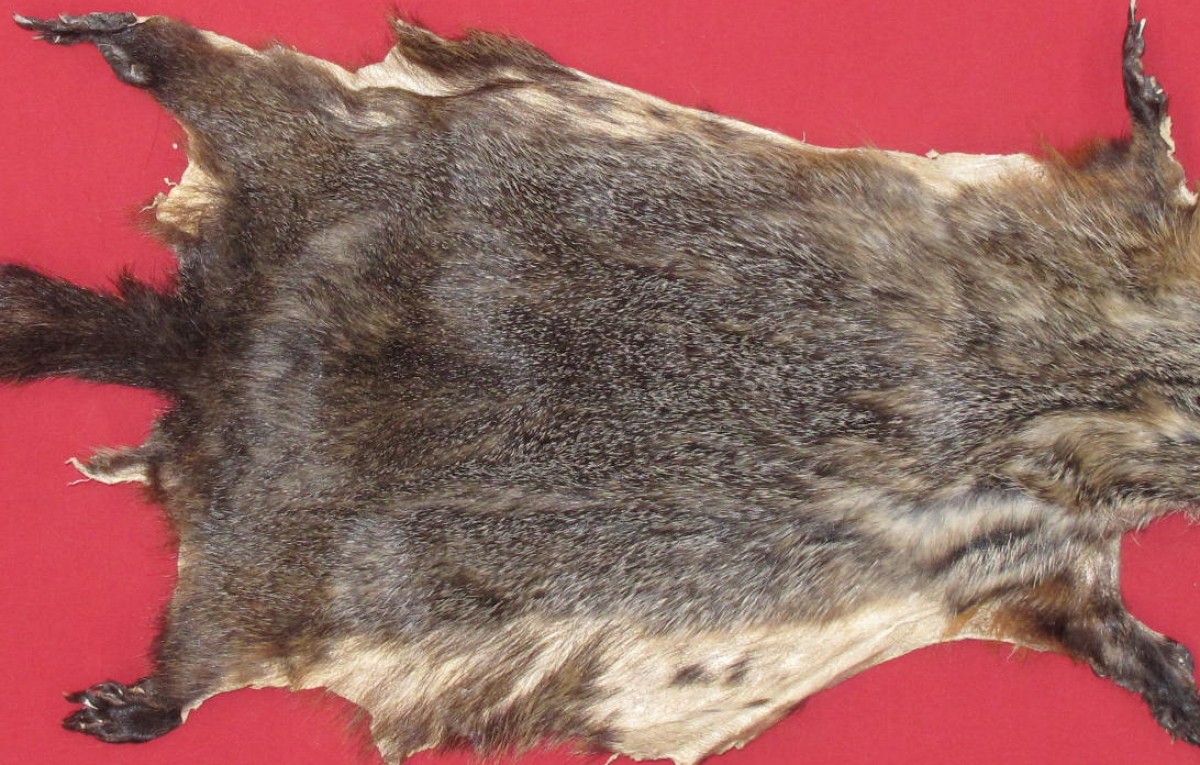 Tanned Furs WOODCHUCK (75250095)