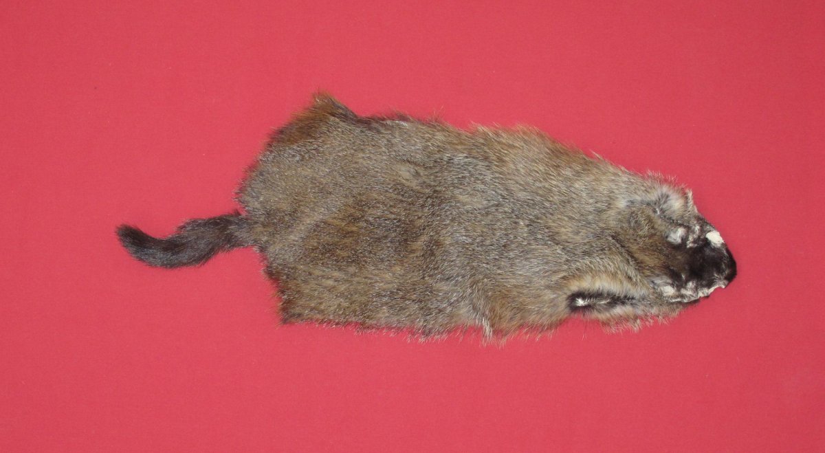 Tanned Furs WOODCHUCK (75250109)