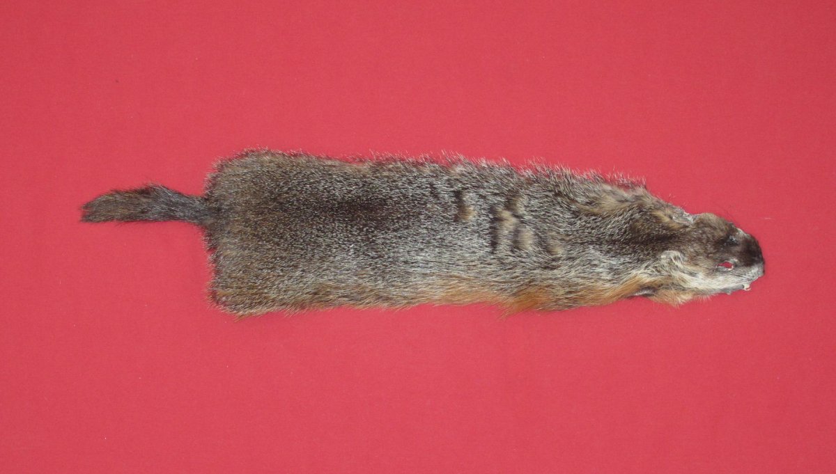 Tanned Furs WOODCHUCK (75250113)