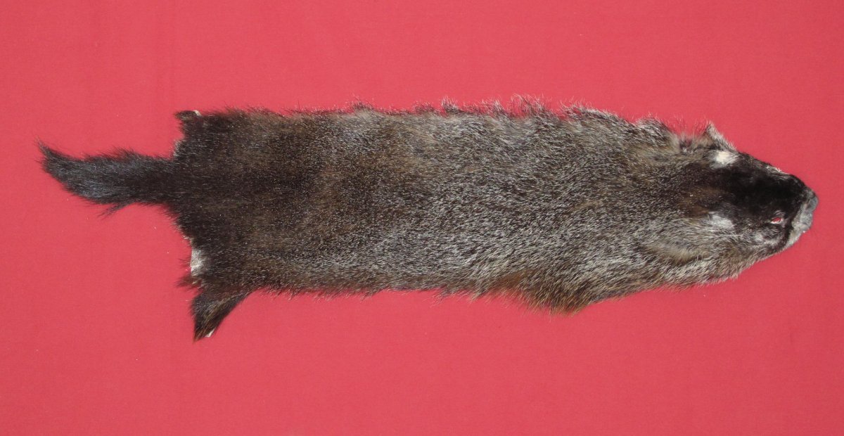 Tanned Furs WOODCHUCK (75250123)