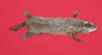 Picture of this lot Tanned Woodchuck Hides, Furs, Pelts, Skins
