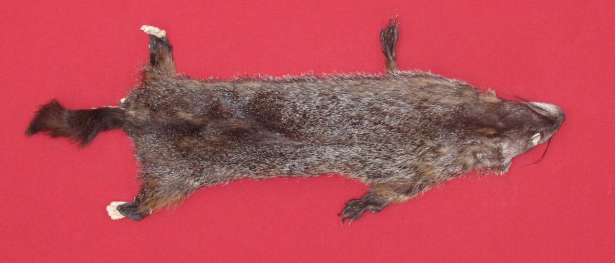 Tanned Furs WOODCHUCK TAXIDERMY QUALITY (75260025)