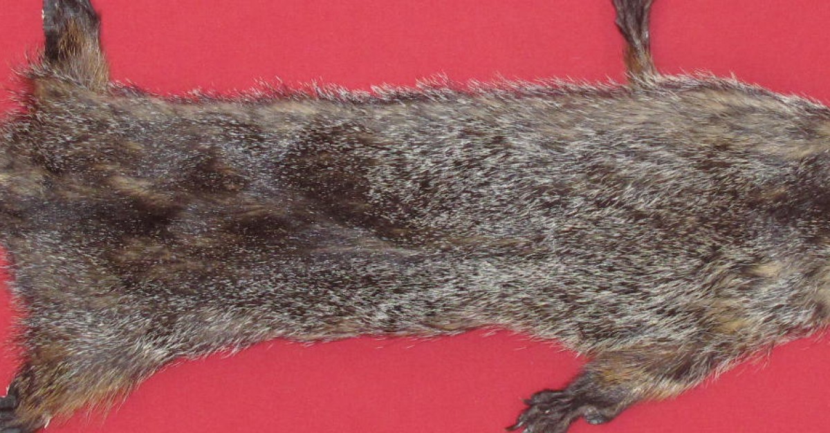 Tanned Furs WOODCHUCK TAXIDERMY QUALITY (75260025)