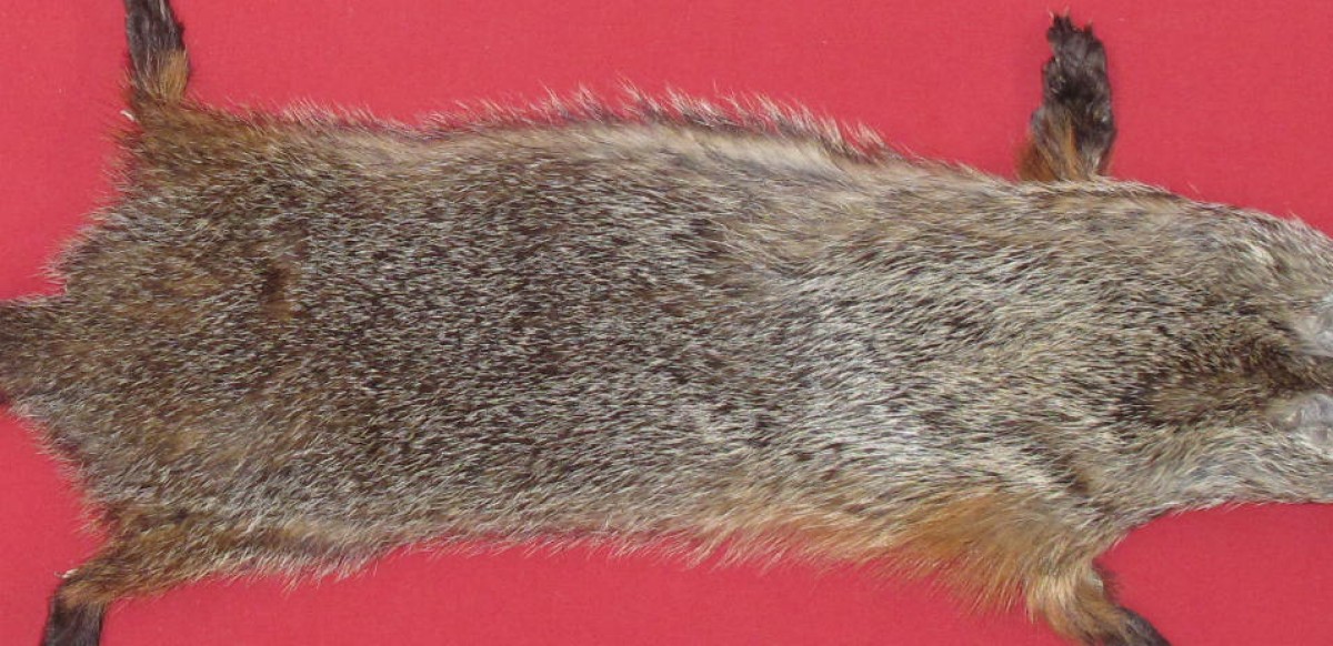 Tanned Furs WOODCHUCK TAXIDERMY QUALITY (75260029)