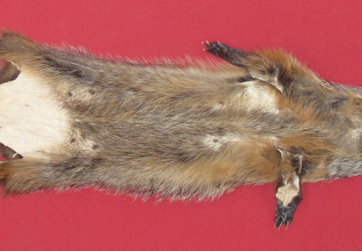 Tanned Furs WOODCHUCK TAXIDERMY QUALITY (75260029)