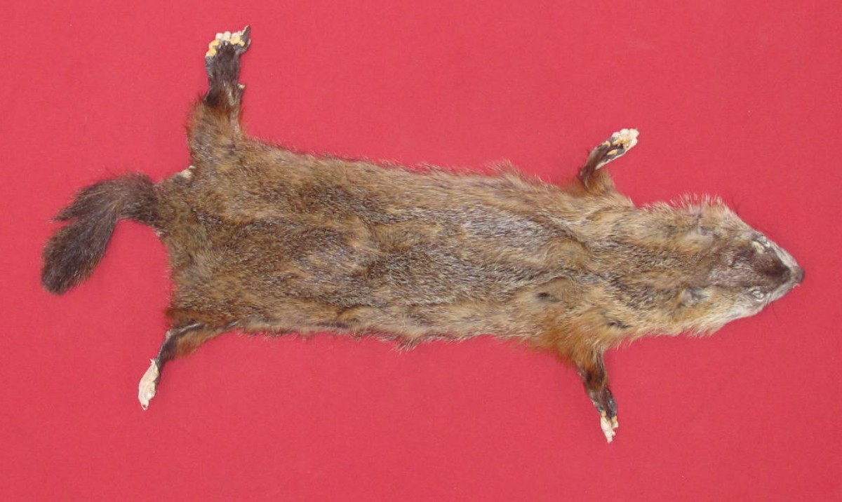 Tanned Furs WOODCHUCK TAXIDERMY QUALITY (75260032)