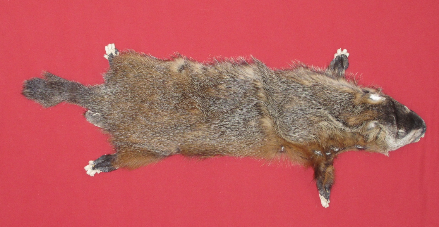 Tanned Furs WOODCHUCK TAXIDERMY QUALITY (75260042)