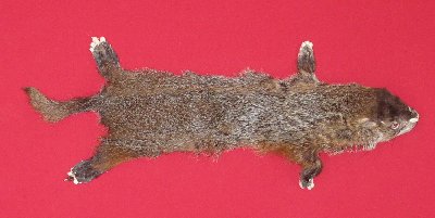 Picture of this lot Tanned Taxidermy Woodchuck Hides, Furs, Pelts, Skins