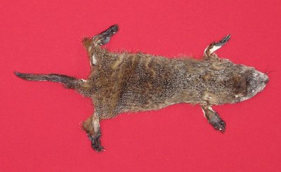 Picture of this lot Tanned Taxidermy Woodchuck Hides, Furs, Pelts, Skins