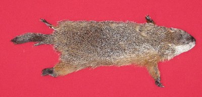 Picture of this lot Tanned Taxidermy Woodchuck Hides, Furs, Pelts, Skins